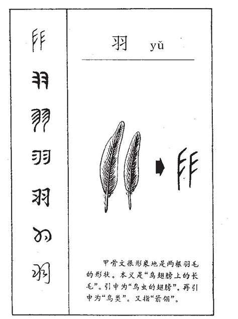 帶羽的字